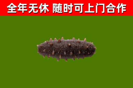 张家口回收海参干
